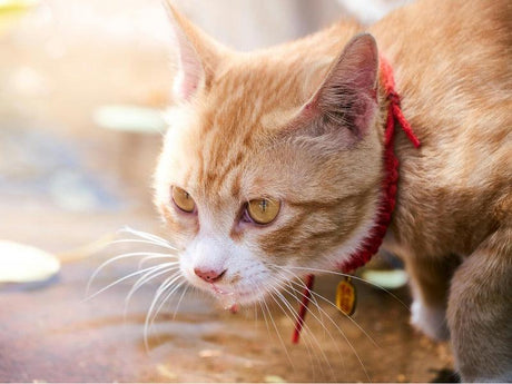 an orange cat with a focused expression, wearing a red collar