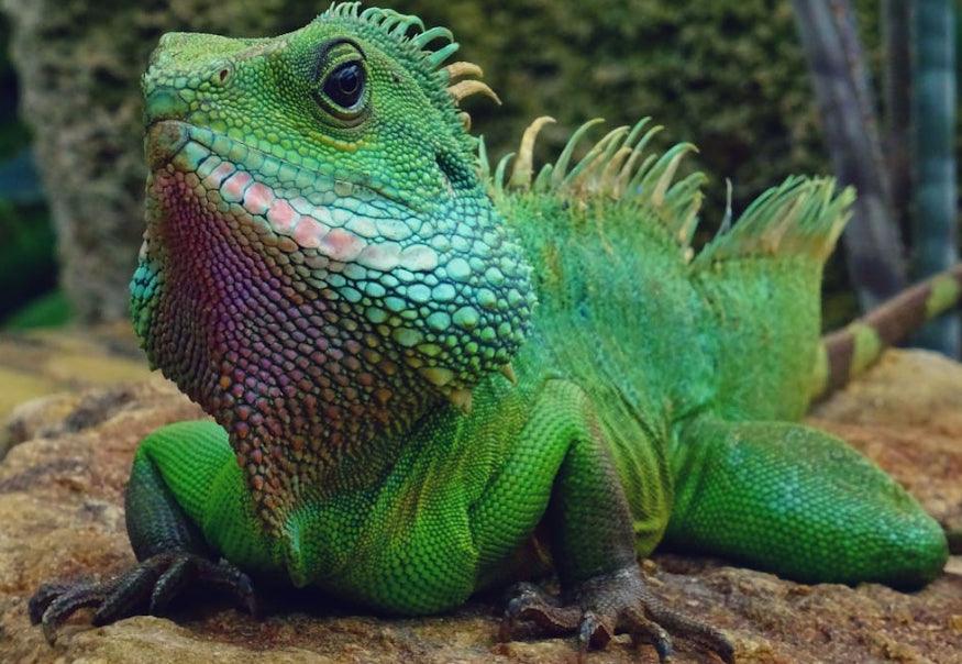Lizard Feeding Guide: Best Diet Tips and Tools for Your Pet Lizard ...
