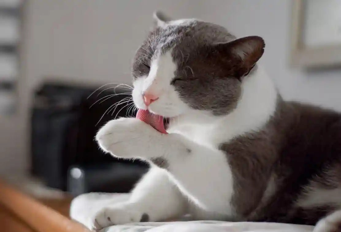 The Hidden Threat Inside Your Cat: A Complete Guide to Worms in Cats