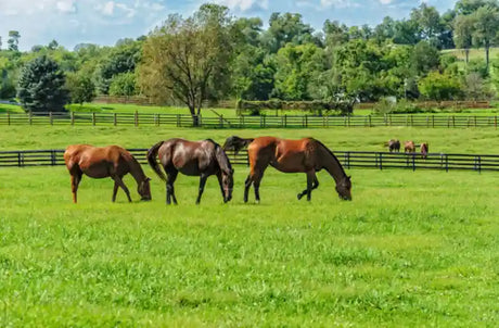 A Practical Guide to Raising Horses: Care, Commitment, and Everyday Excellence