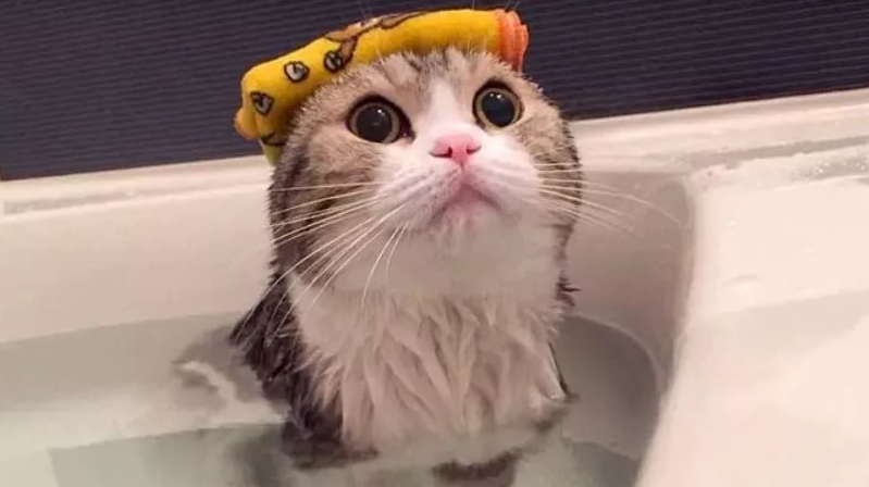 How Often Should You Bathe a Cat?