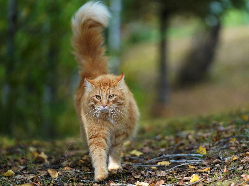 A majestic long-haired ginger cat walking confidently through a forest with fallen autumn leaves