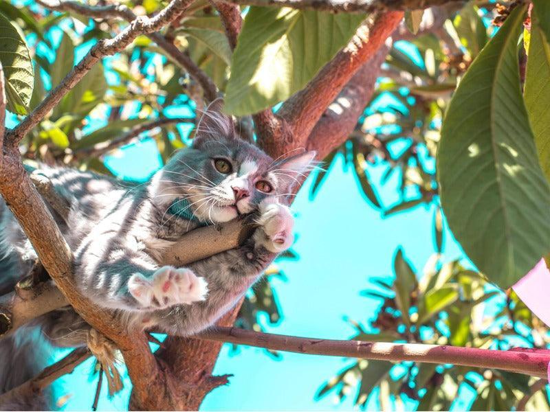 Gray and white cat playfully lounging on a tree branch