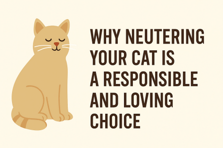 Why Neutering Your Cat Is a Responsible and Loving Choice