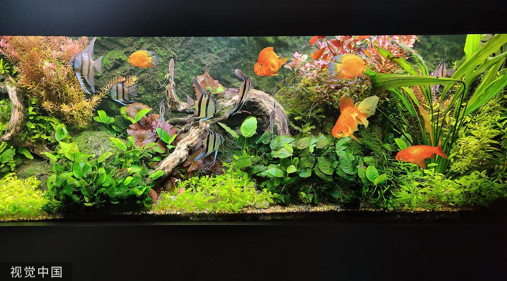 Dive into the World of Fish Supplies: Everything for a Thriving Aquari ...