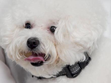 Protect Your Pet: Why Choosing a Pet GPS Locator is Essential