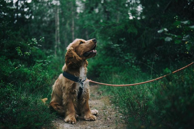 A small dog with a black collar, barking