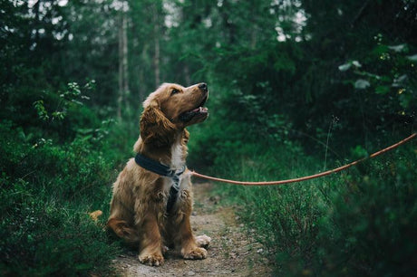 A small dog with a black collar, barking