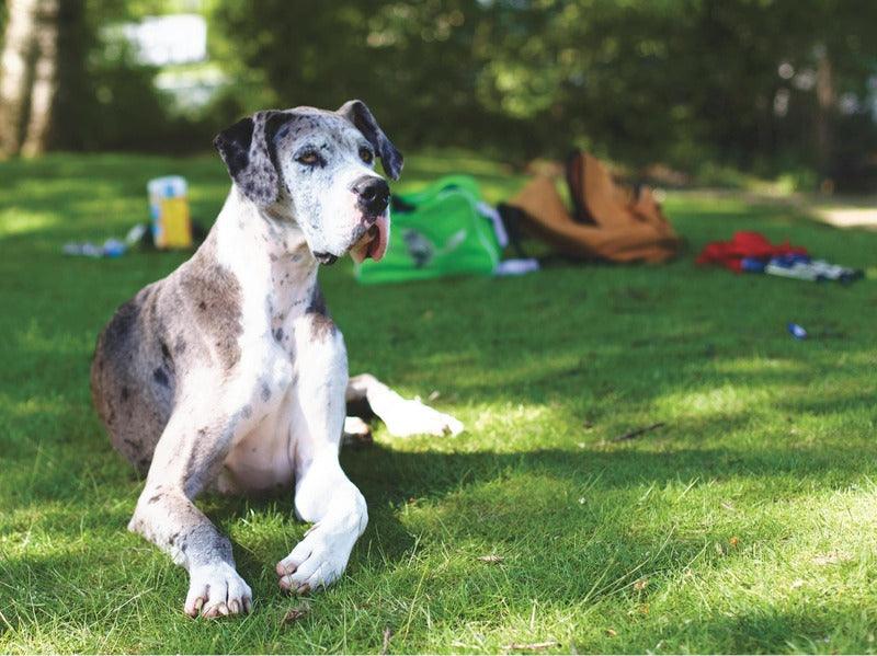 A large, spotted dog sits on the grass in a sunny park with toys and bags nearby.