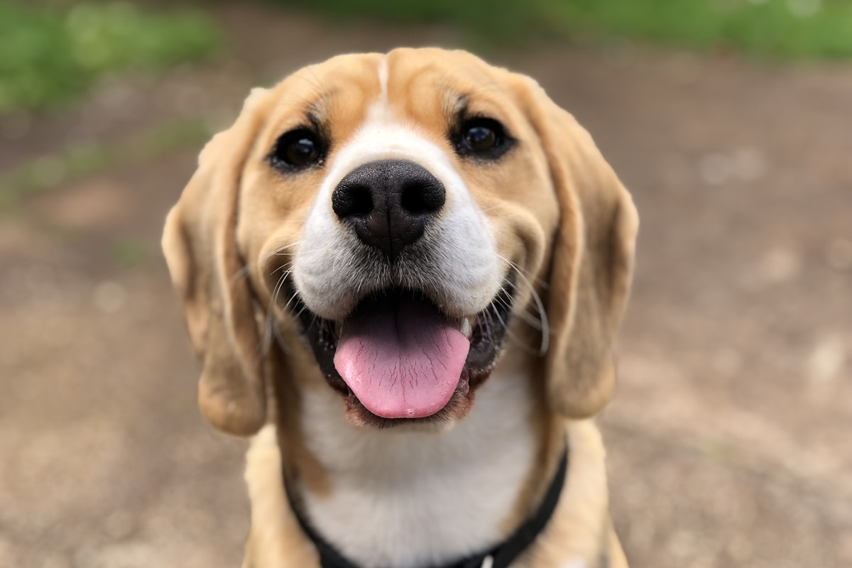 Beagle outdoors after a walk, ready for a fresh drink of water