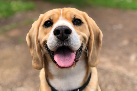 Beagle outdoors after a walk, ready for a fresh drink of water
