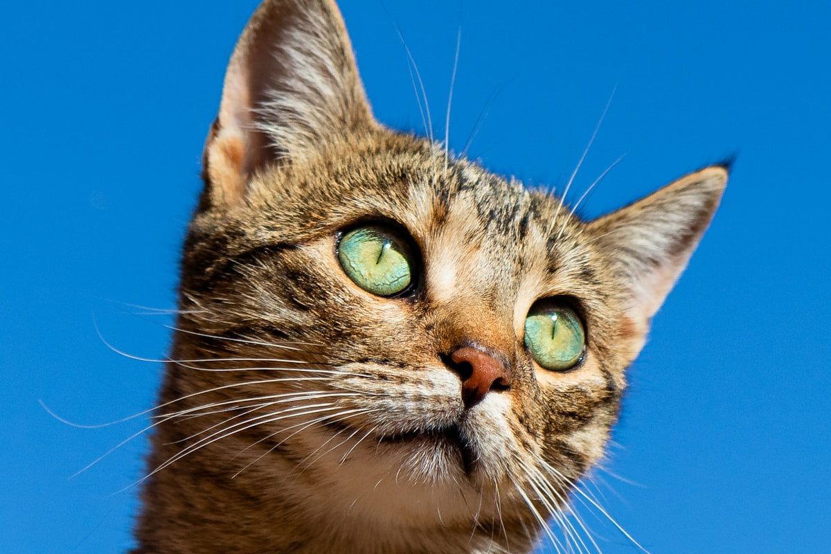 How to Bathe Your Cat - Step by Step Guide