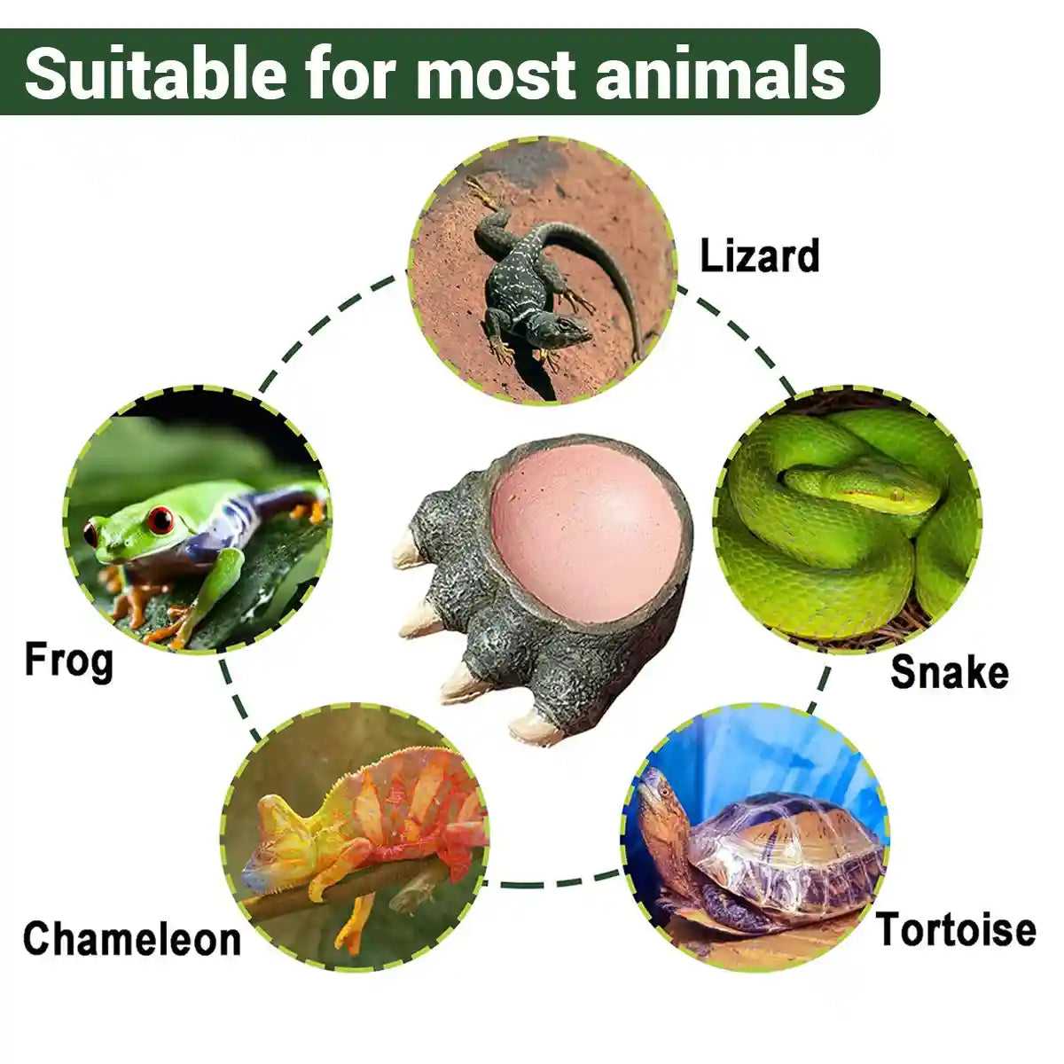 Dinosaur Claw Reptile Water Dish