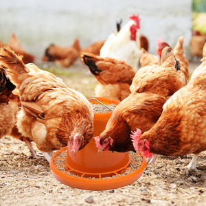 10KG Chicken Feeder Pail With Steel Handle