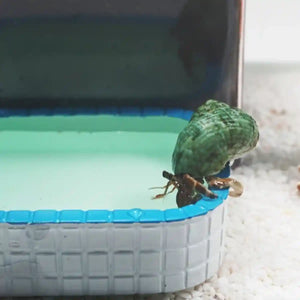 Cute Resin Small Pet Food Bowl