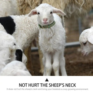 Adjustable Sheep Collar for Goats & Working Dogs Heavy-Duty Canvas Design