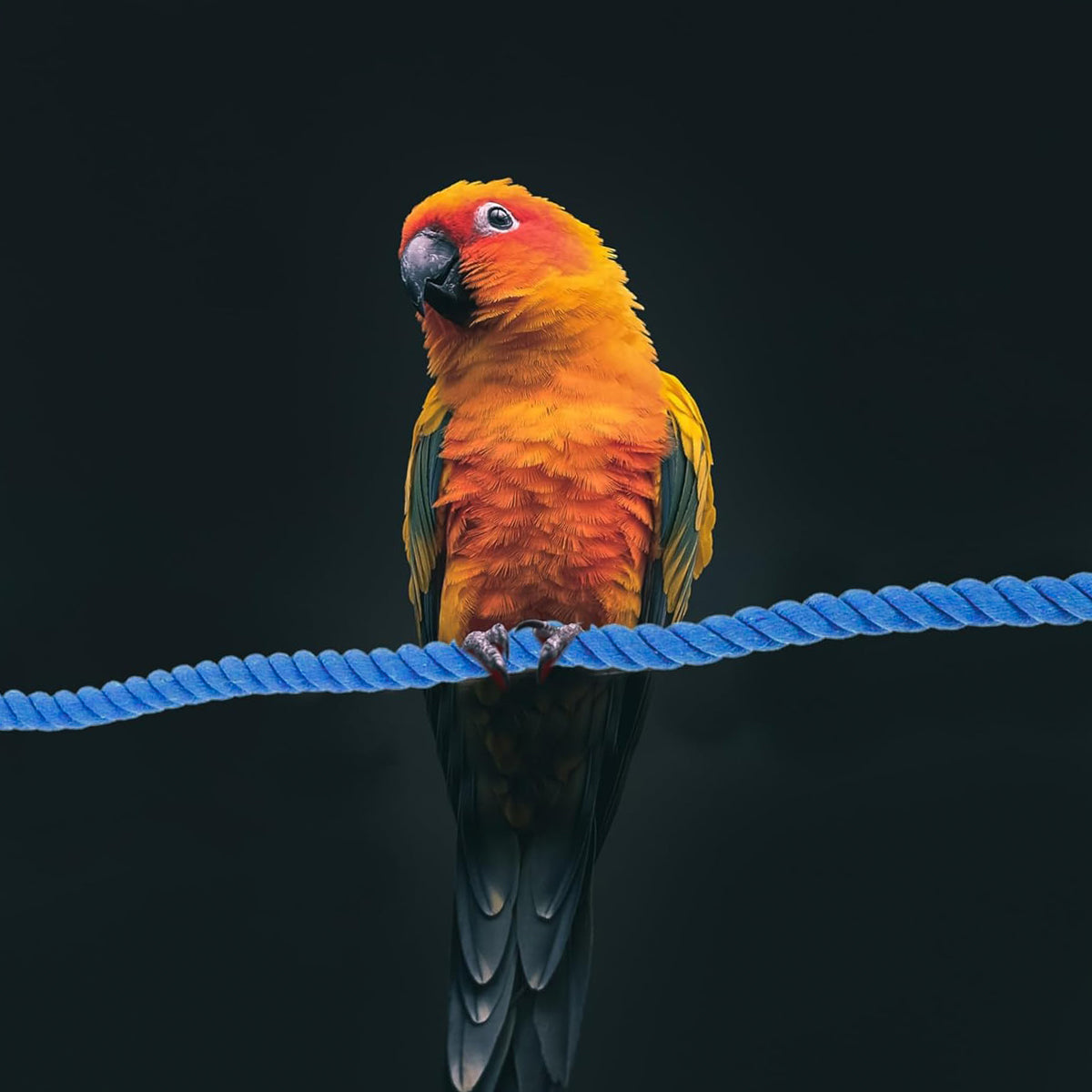 Flexible Bird Rope Perch for Parrots & Pet Birds 55–100cm Options