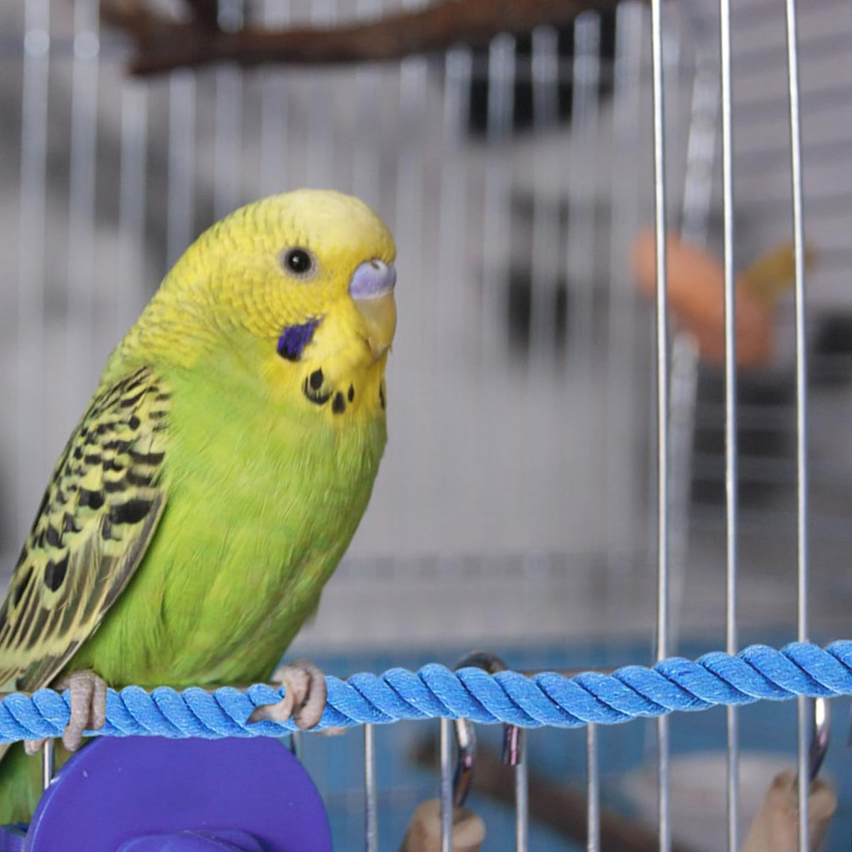 Flexible Bird Rope Perch for Parrots & Pet Birds 55–100cm Options