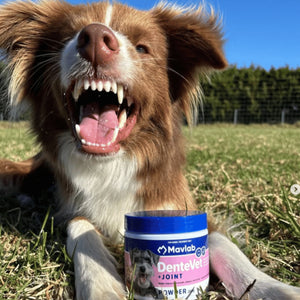 Mavlab DenteVet + Joint Powder – Dental & Joint Support For Pets