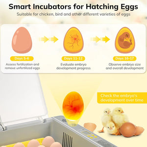 New 36 Incubator Chicken Incubator Full-automatic Hatching Equipment Incubator Rutin Chicken Incubator