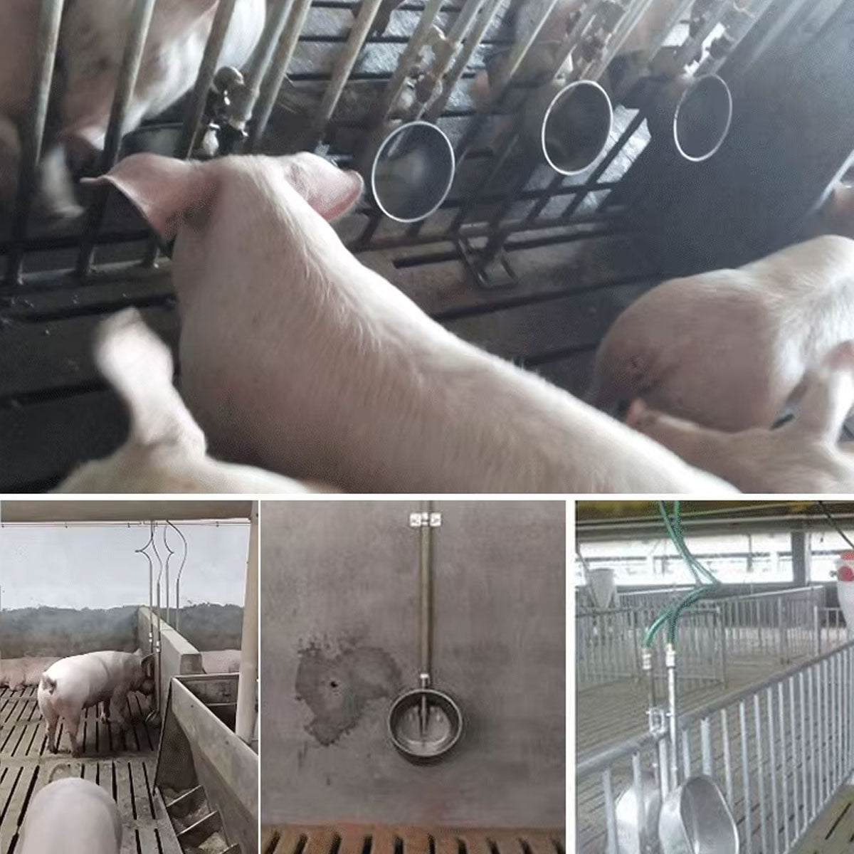 Stainless Steel Pig Drinking Bowl Automatic Refill
