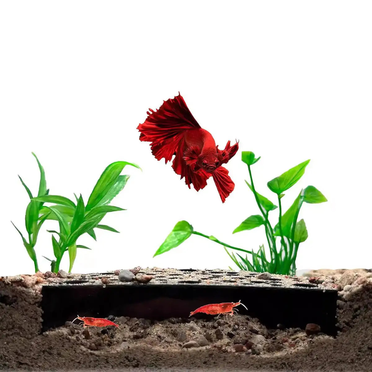 2PCS Shrimp Hiding Cave Shelters for Aquarium Breeding & Aquascaping
