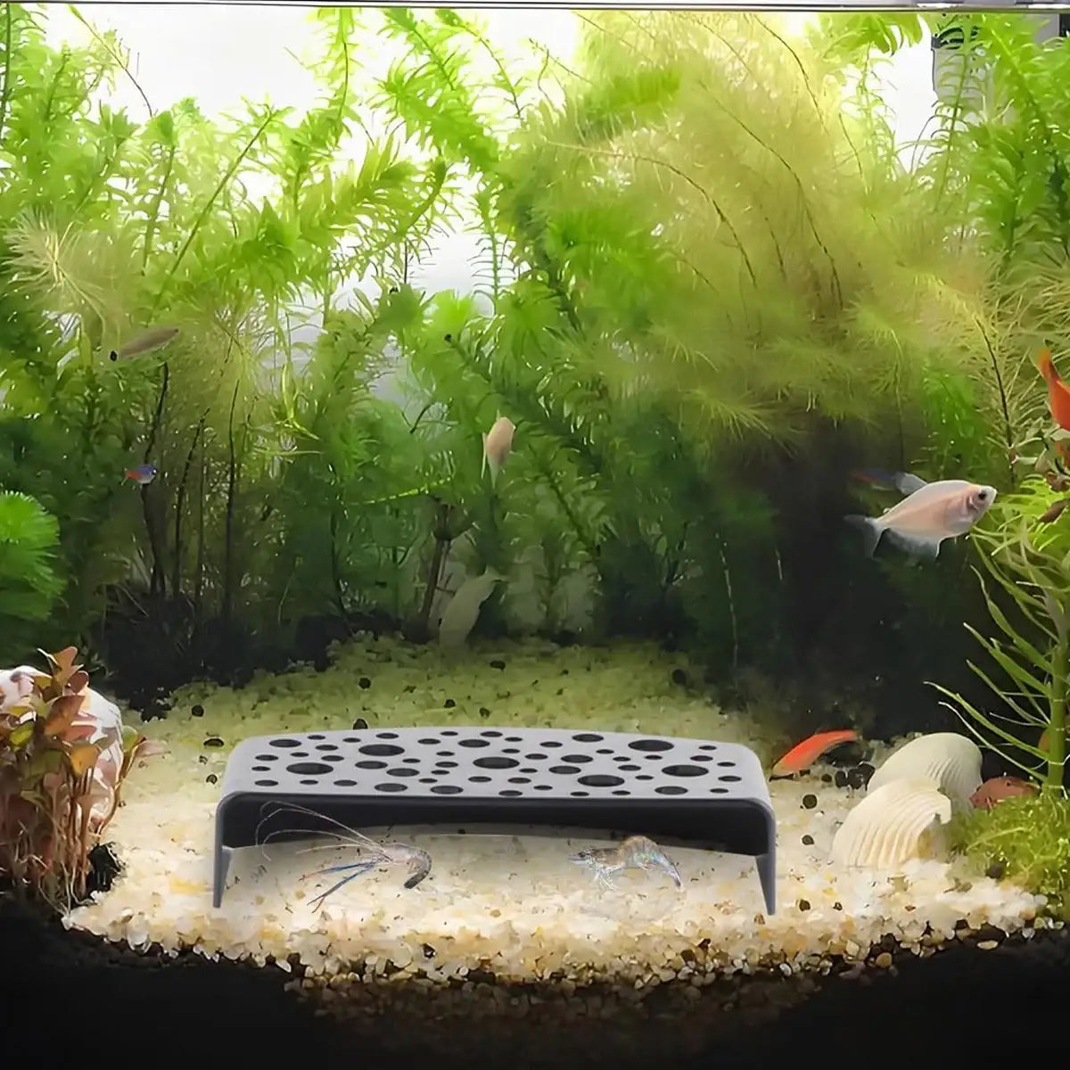 2PCS Shrimp Hiding Cave Shelters for Aquarium Breeding & Aquascaping