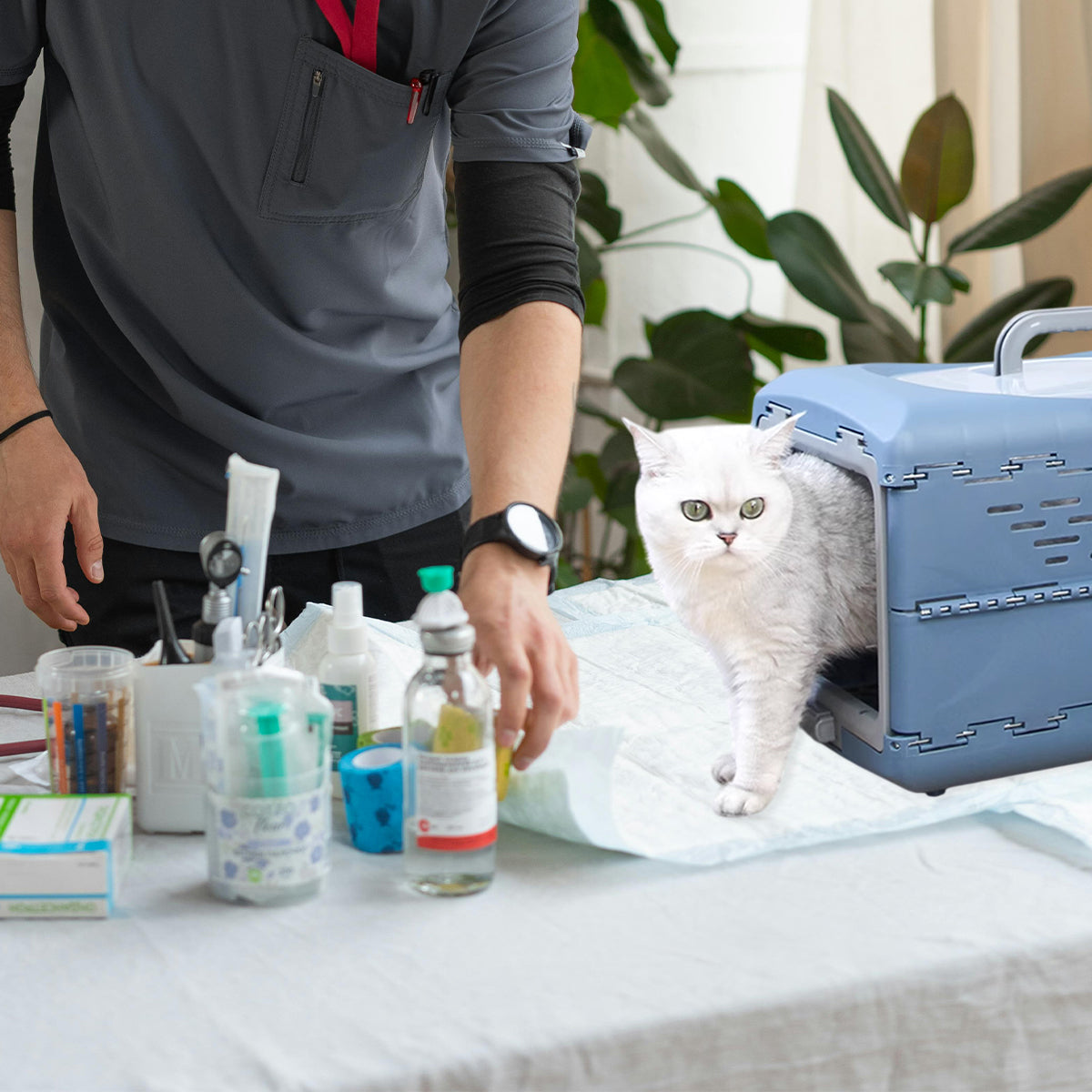 Foldable Pet Carrier Portable Travel Box For Small Pets