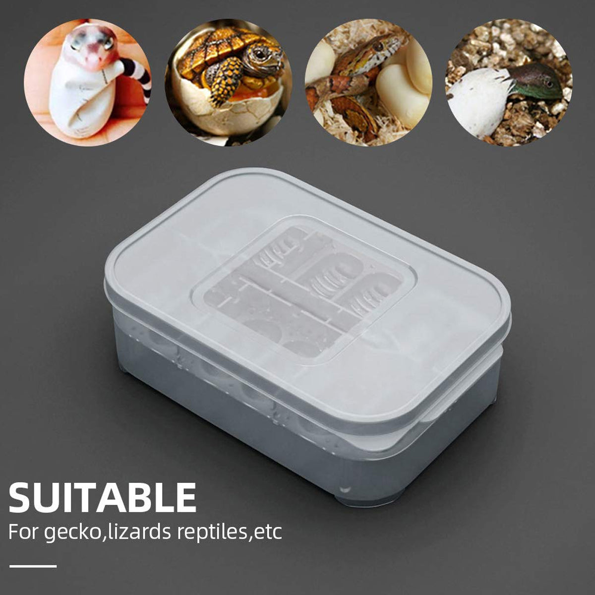 Lizard Hatching Box 12 Holes Reptile Egg Incubator