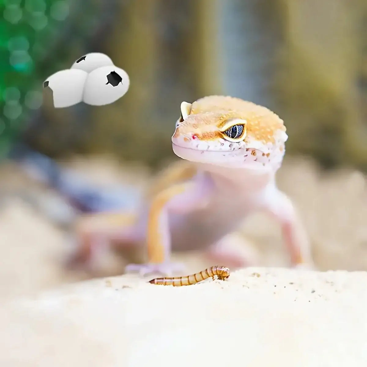 Natural Reptile Cave Hideout for Lizards and Terrarium Pets