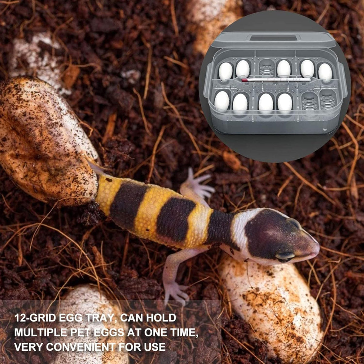 Lizard Hatching Box 12 Holes Reptile Egg Incubator