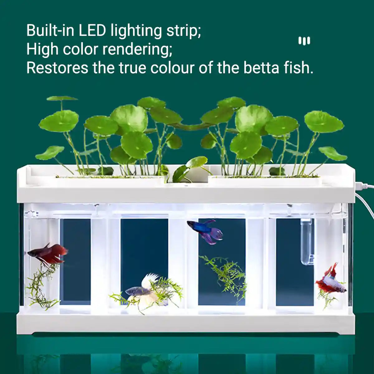 Acrylic Betta Fish Tank Four-Compartment Aquarium System