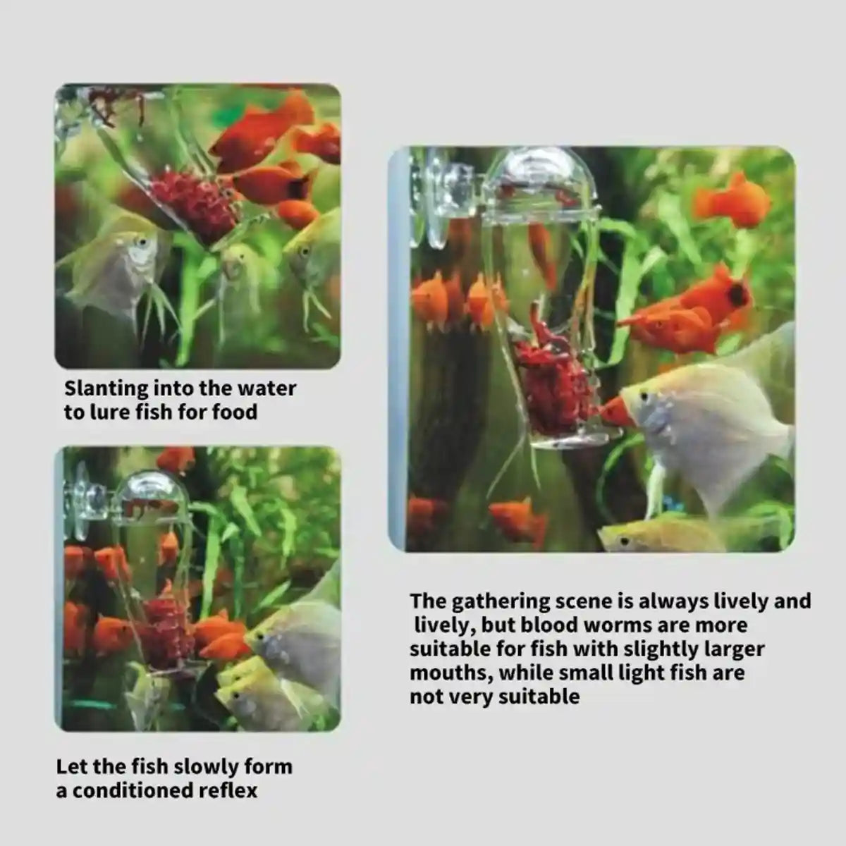 Acrylic Pants-Shaped Feeder for Fish Aquarium Live Food Feeder
