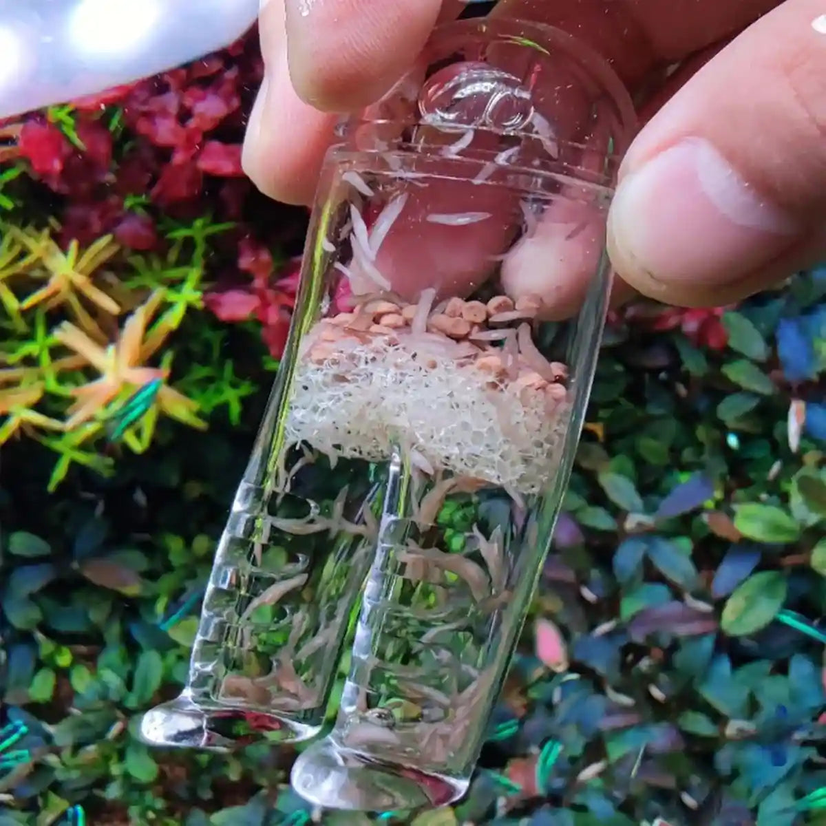 Acrylic Pants-Shaped Feeder for Fish Aquarium Live Food Feeder