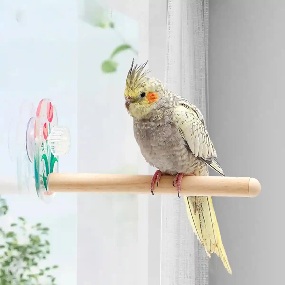 Acrylic Suction Cup Bird Stand