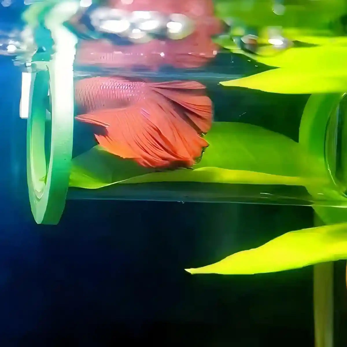 Betta Hammock Floating Aquarium Leaf Bed Shelter