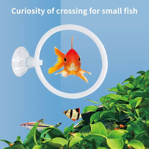 Betta Fish Training Ring 2PCS - Goldfish Show Practice Hoops