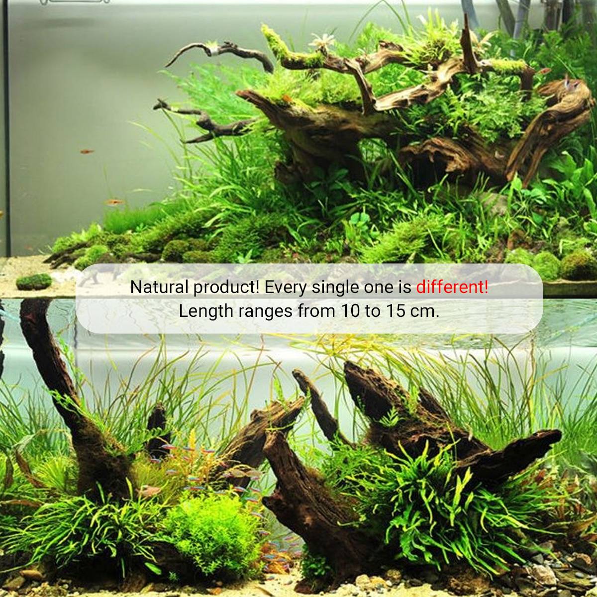 Shrimp Wood Driftwood - Honeycomb Aquascape Wood for Shrimp Tanks
