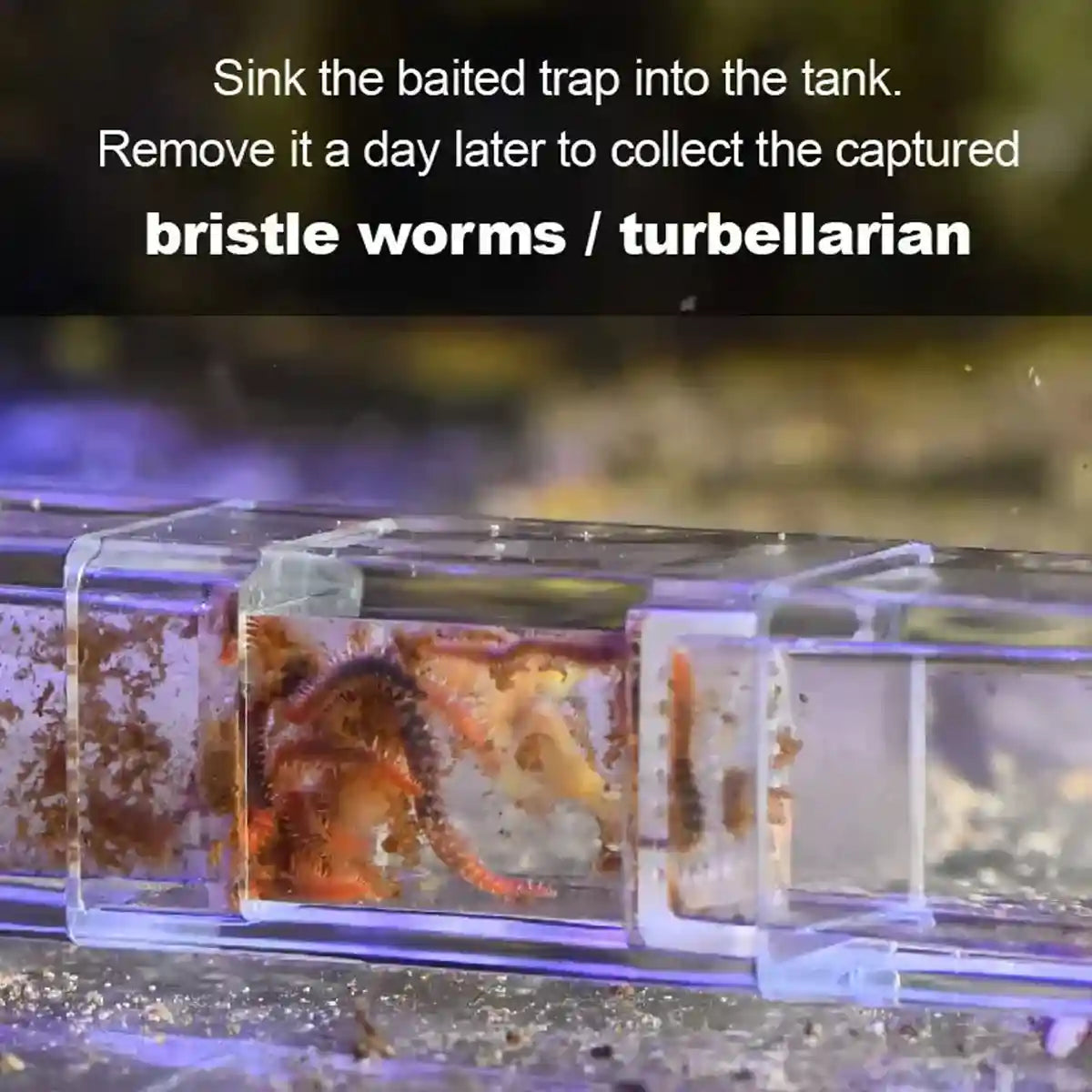 Aquarium Planaria Catcher