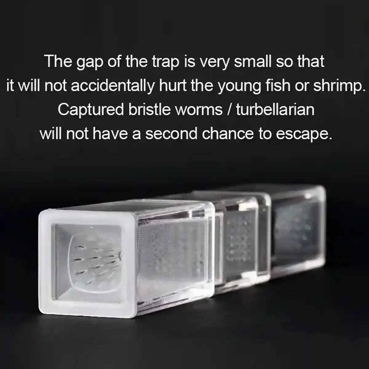 Aquarium Planaria Catcher