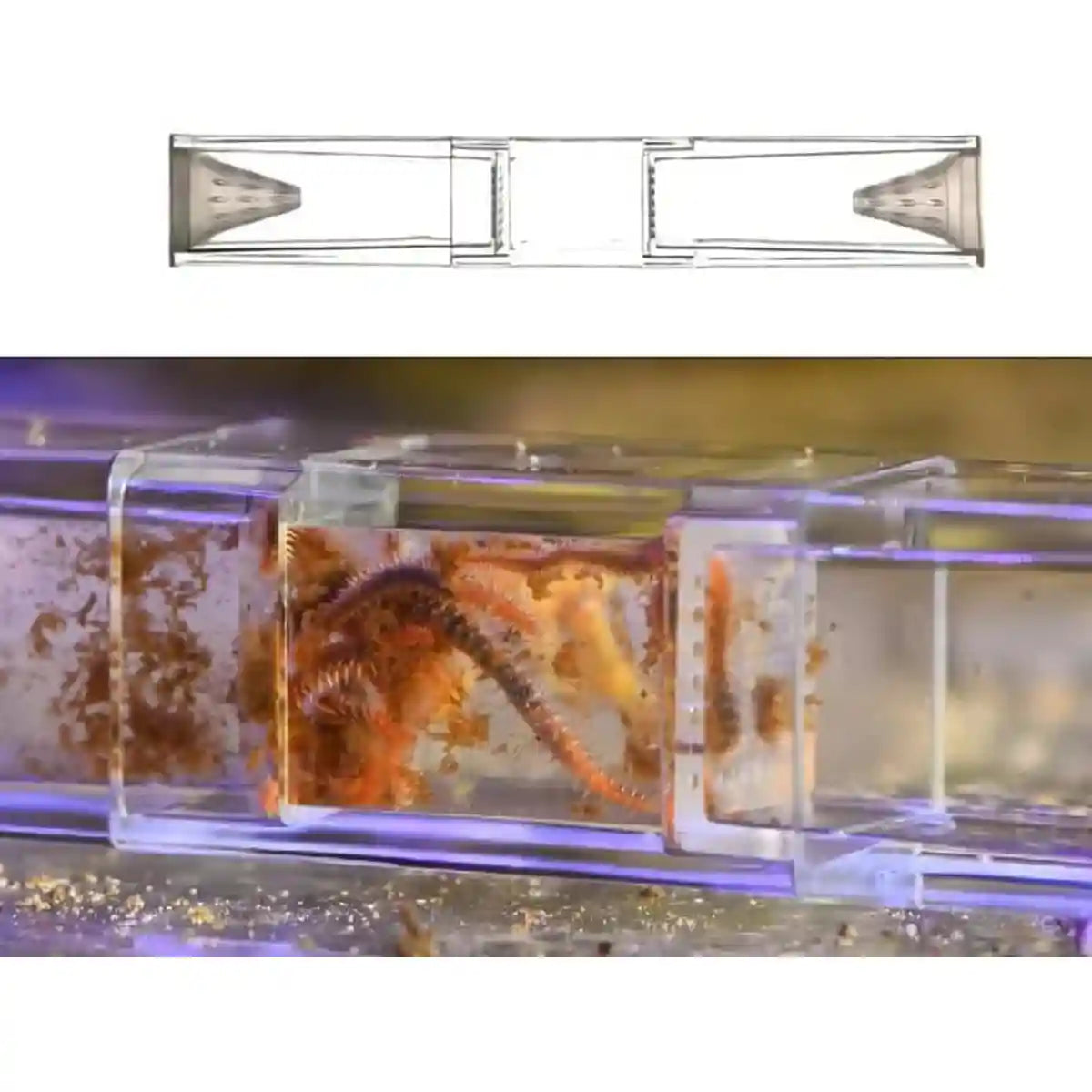 Aquarium Planaria Catcher