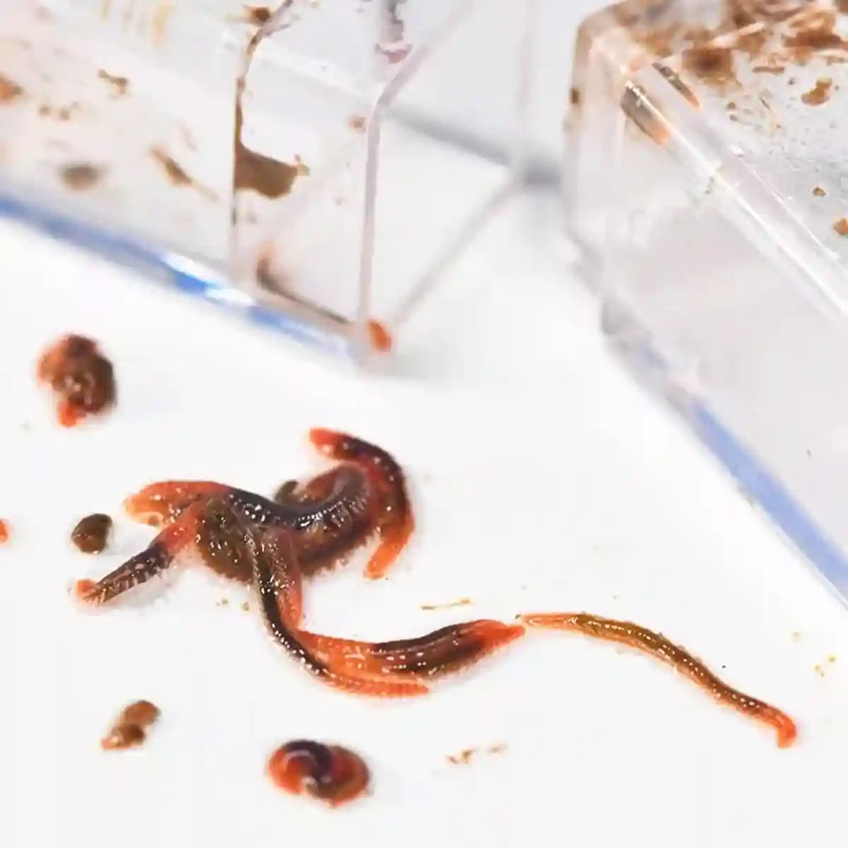 Aquarium Planaria Catcher