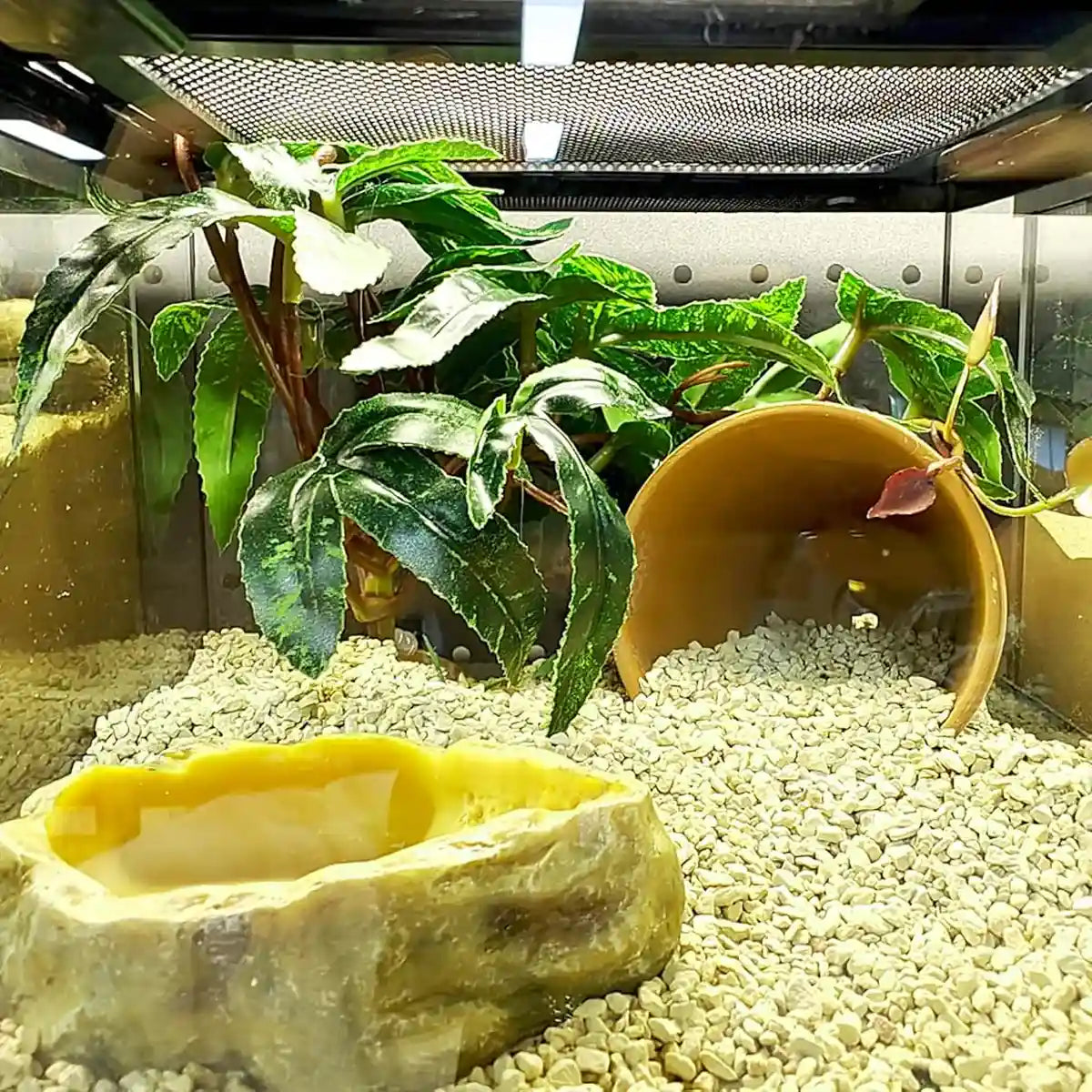 Artificial Reptile Tank Plant Decoration with Resin Base