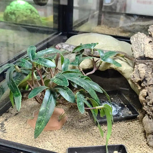 Artificial Reptile Tank Plant Decoration with Resin Base