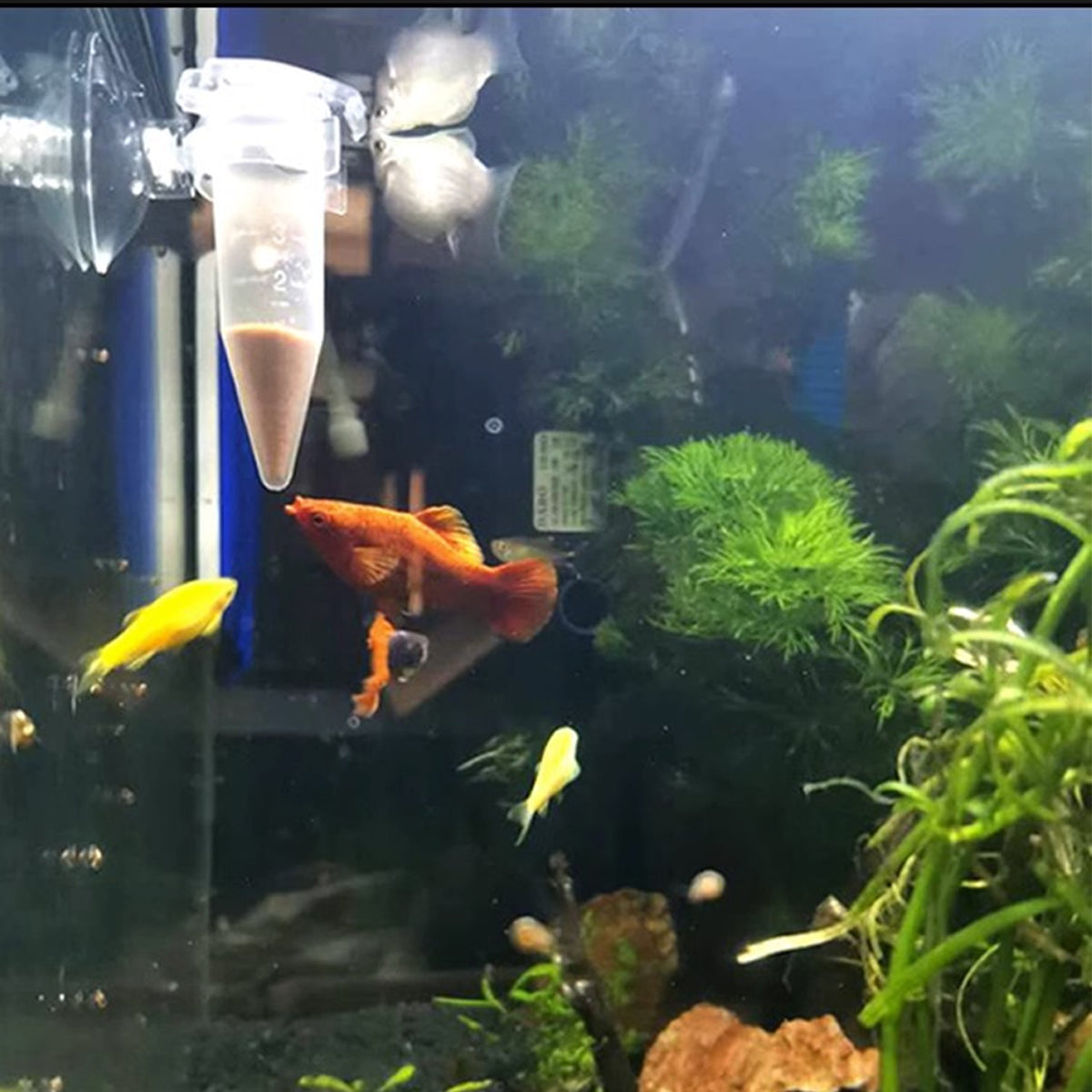 Automatic Fish Feeder With Suction Cup (10PCS)