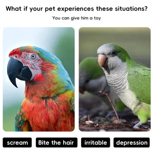 Bird Window Perch with Suction Cups | Sunny Seat Platform for Parrots