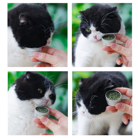 Catnip and silvervine chew sticks for cats – product view 11