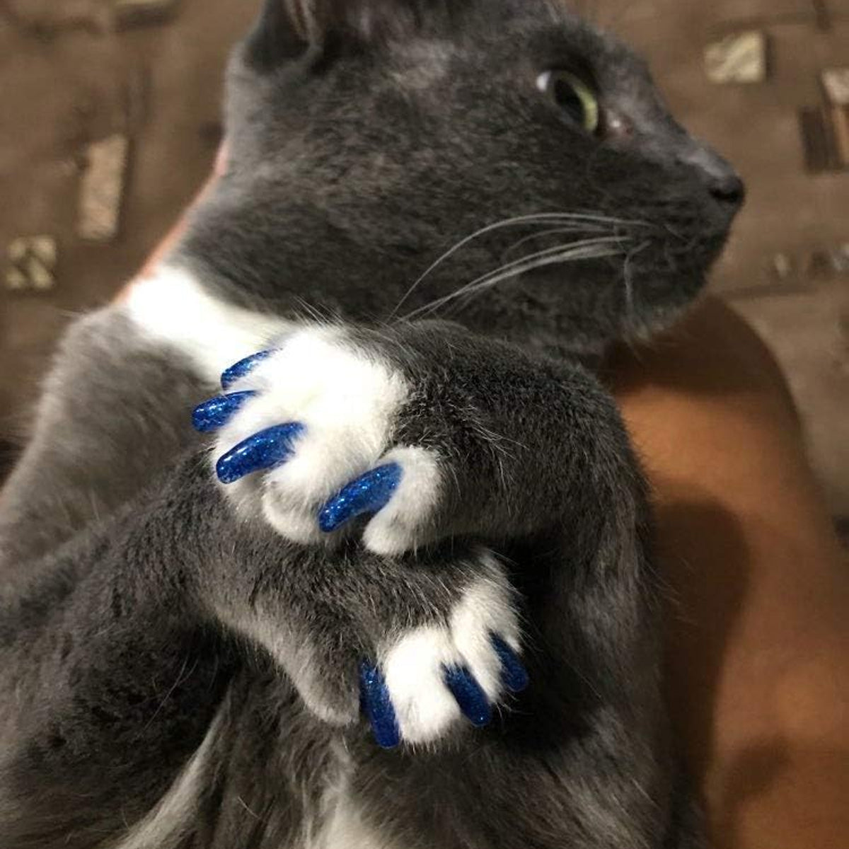 Soft Cat Nail Caps Anti-Scratch Claw Covers (100pcs)