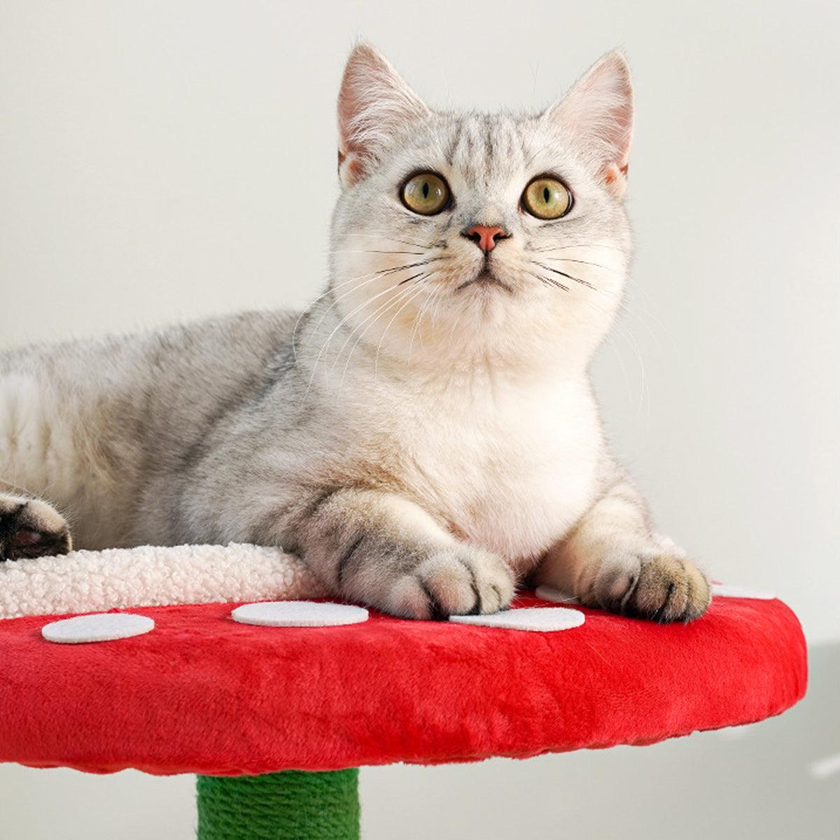 Unique Cat Climbing Frame Add Fun and Flair