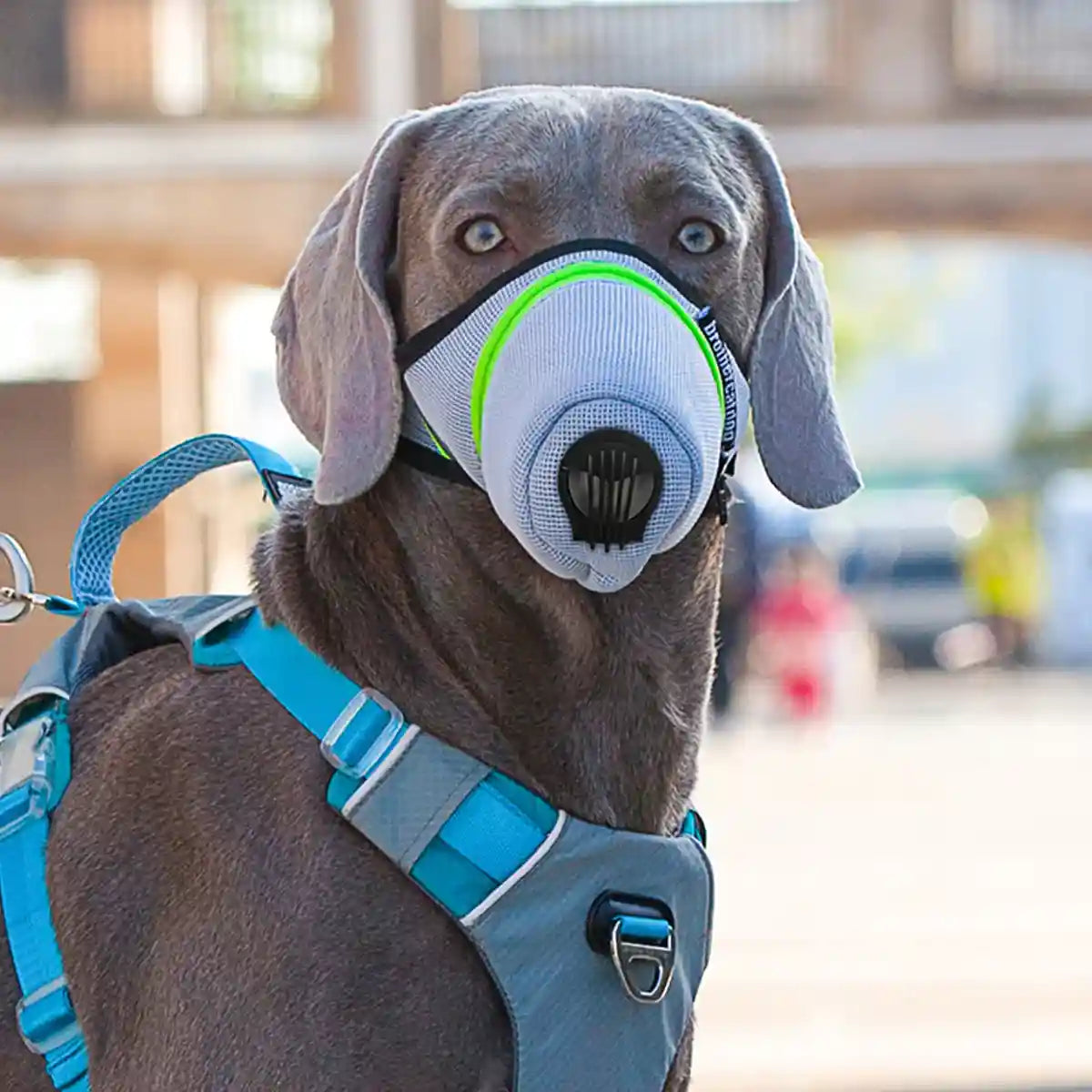 Dog Mask Breathable Adjustable Air Filter Muzzle for Pets